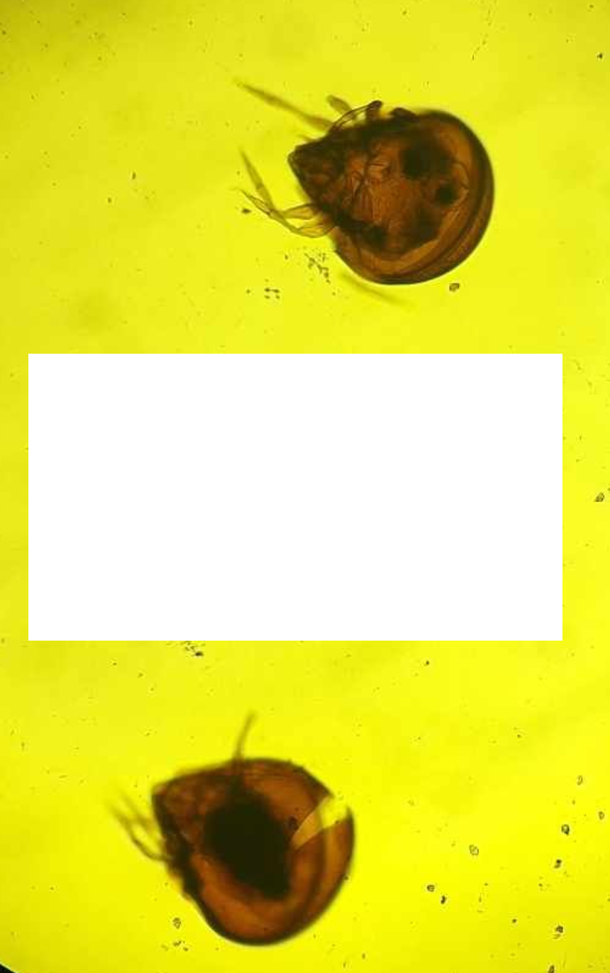 <p>Identification of Intermediate Host:</p><p>Parasite:</p><p>Organ loc:</p><p>Definitive Host:</p>
