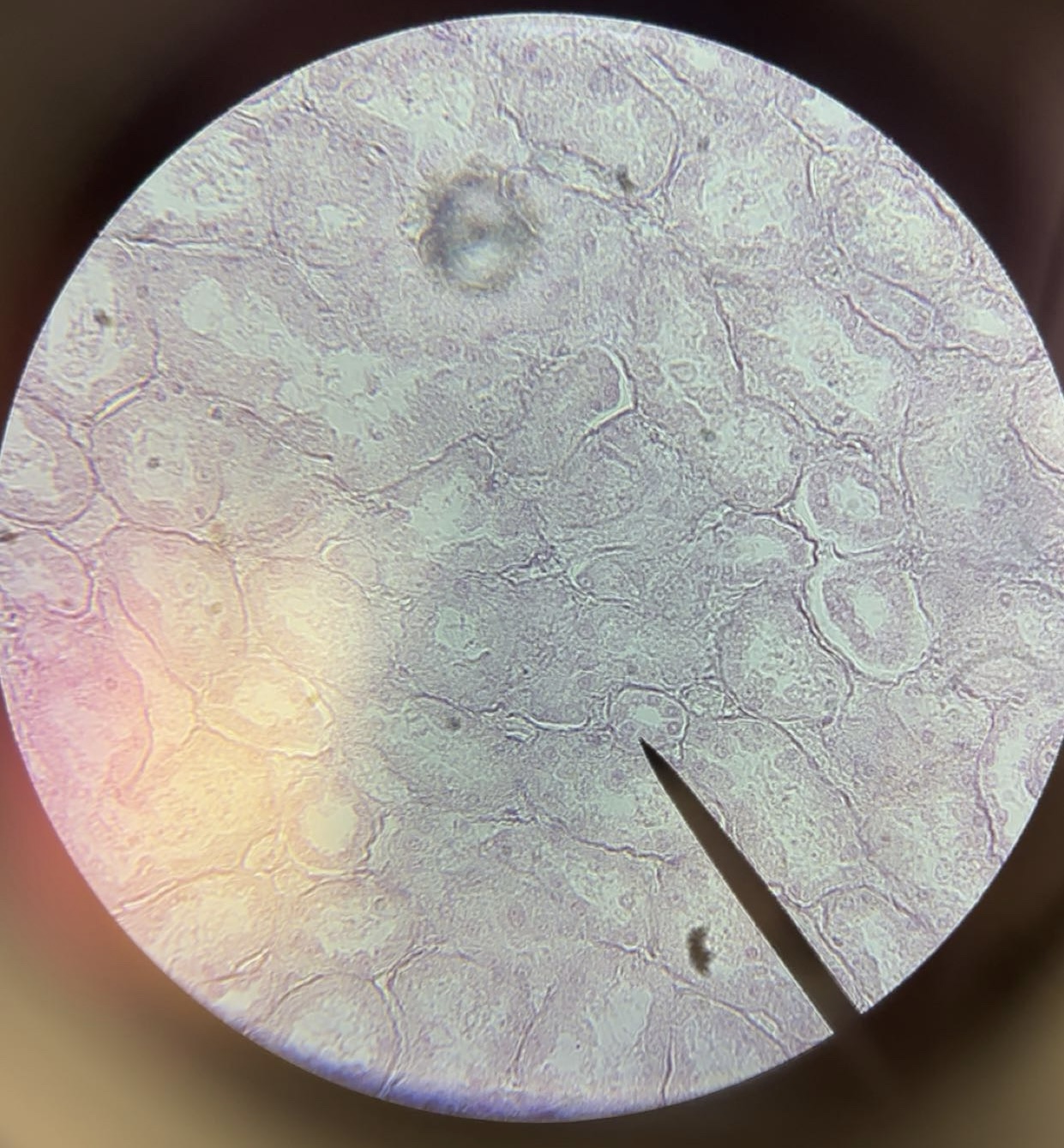 <p>Tissue</p>