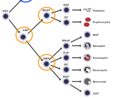 <p>hematopoietic progenitor cell</p><p>can differentiate into</p><p>MkEP - megakaryocyte and erythroid progenitor</p><p> (RBCs and platelets)</p><p>GMP - granulocyte-monocyte progenitor</p><p> (neutrophils, eosinophils, monocytes, basophils, dendritic cells, mast cells)</p>