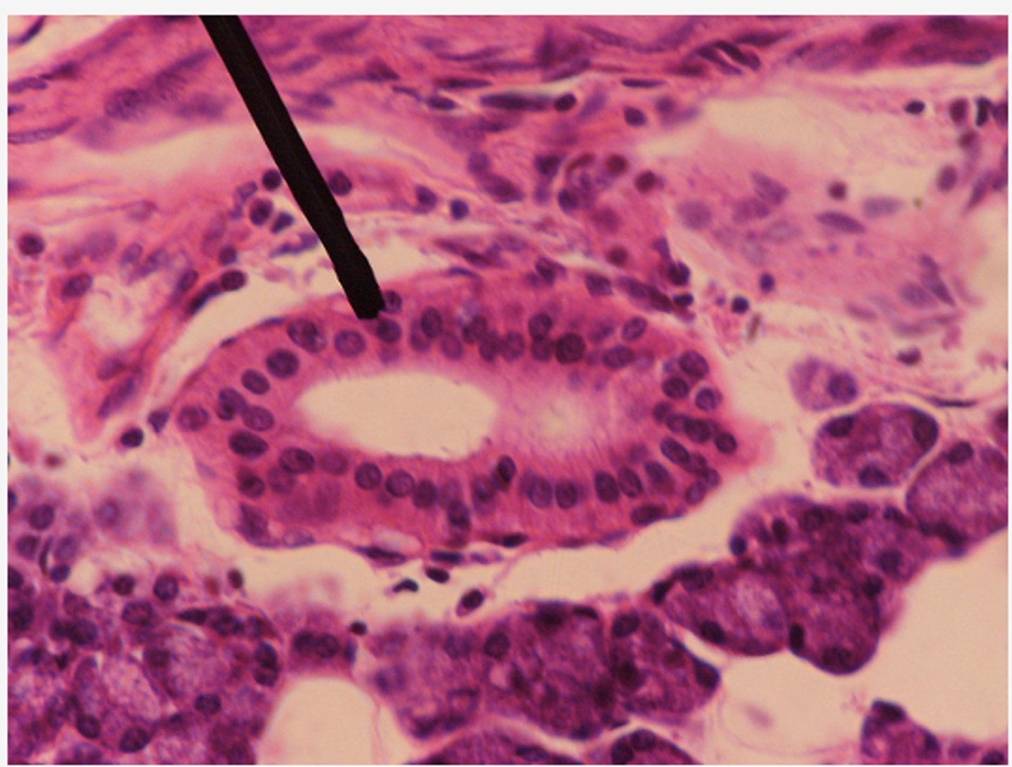 <p>Identify the organ</p>