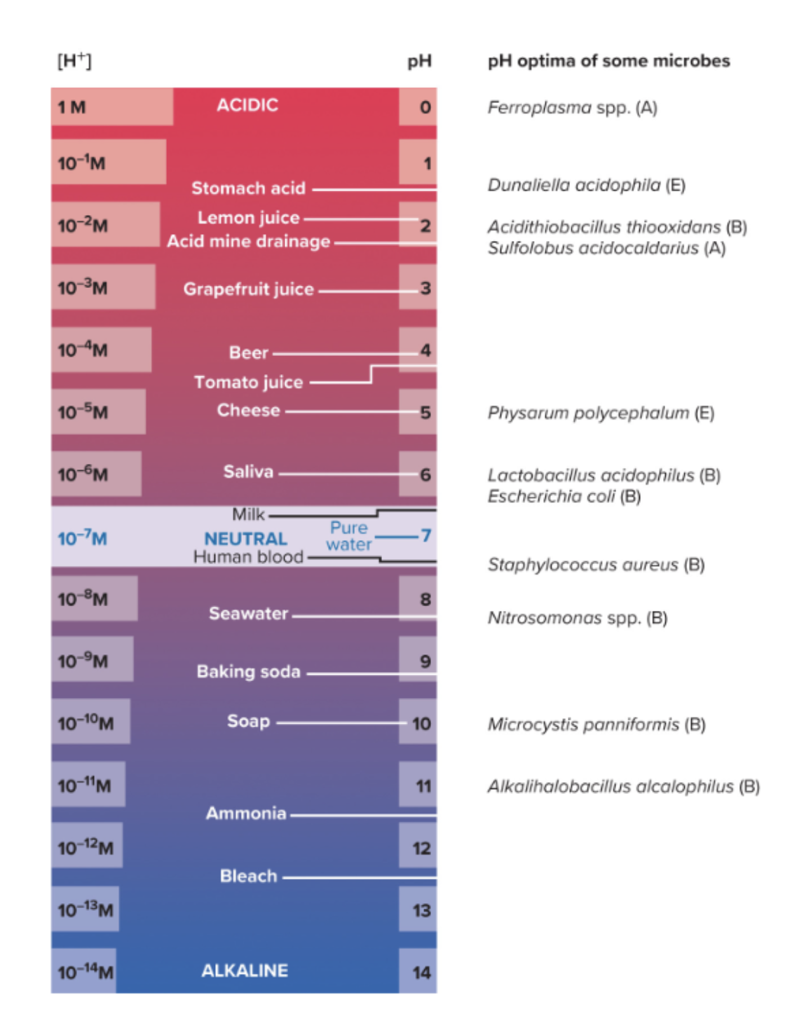 <p>pH is a measure of the relative acidity of a solution.</p><p>• Negative logarithm of the hydrogen ion concentration.</p><p><span style="color: yellow;"><strong>Acidophiles</strong></span></p><p>• Growth best between pH 0 and 5.5.</p><p><span style="color: yellow;"><strong>Alkaliphiles</strong></span> (alkalophiles)</p><p>• Growth best between pH 8 and 11.5.</p>