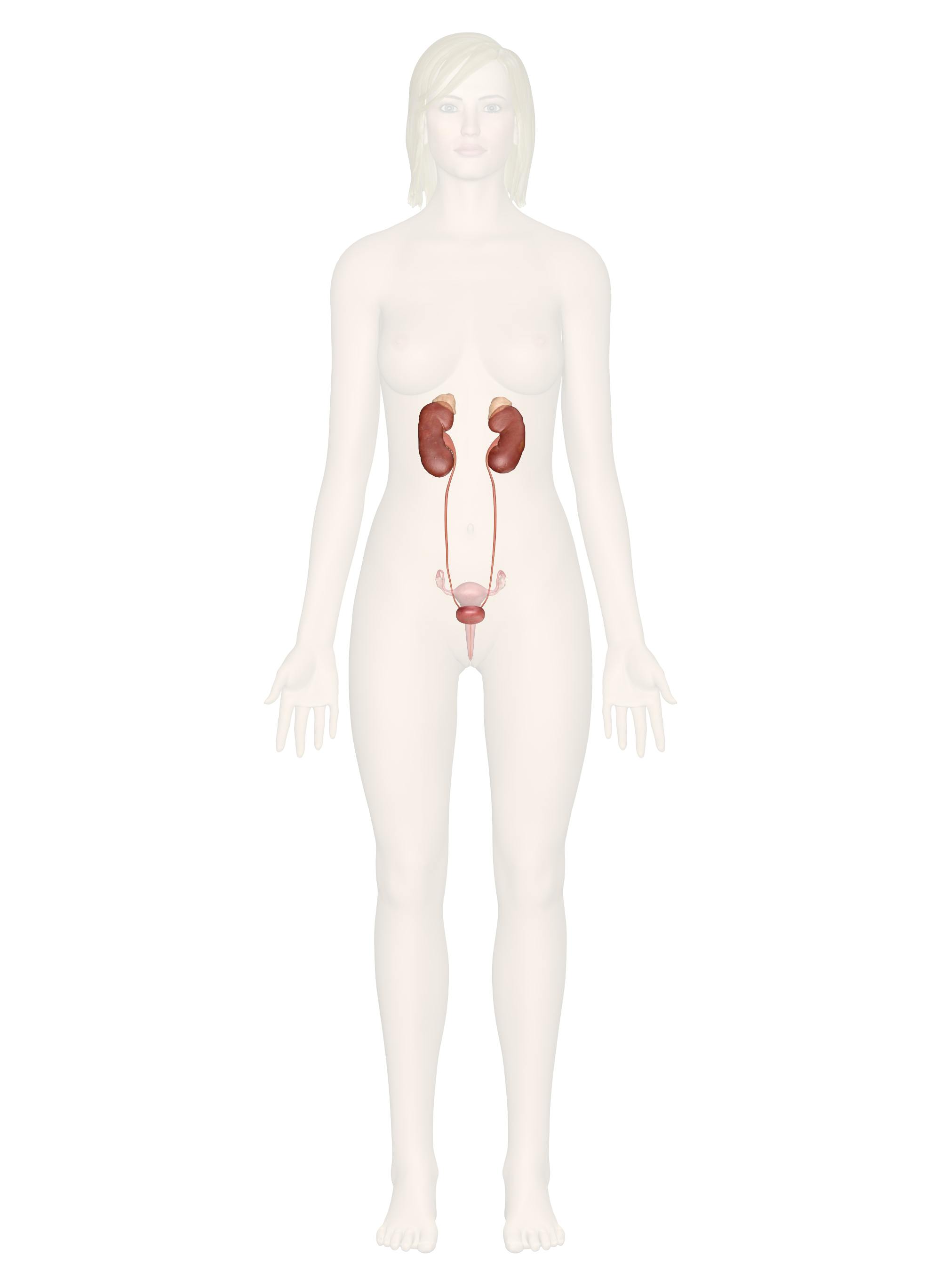 <p>urinary system</p>