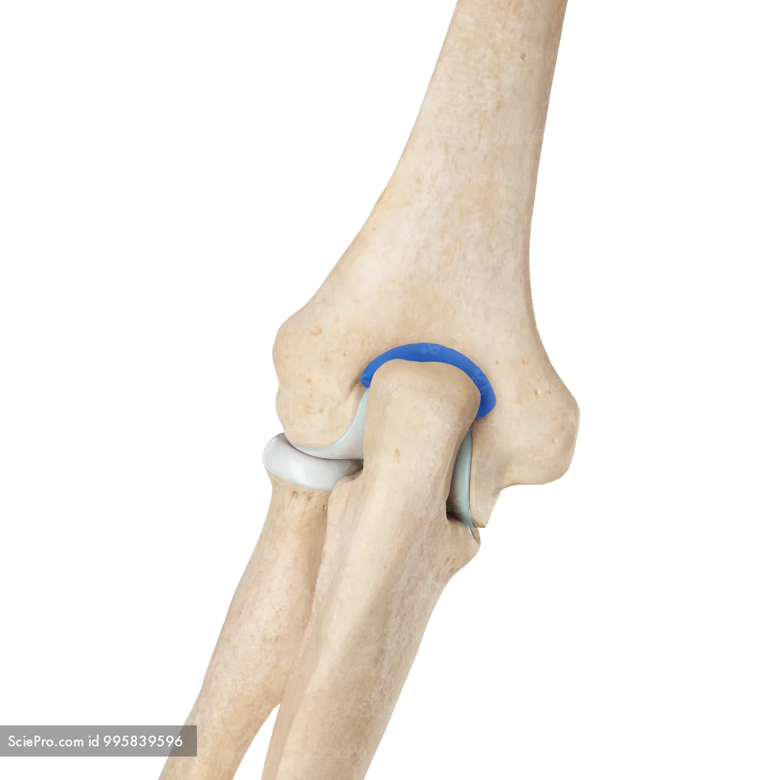 <p>Olecranon Fossa</p>
