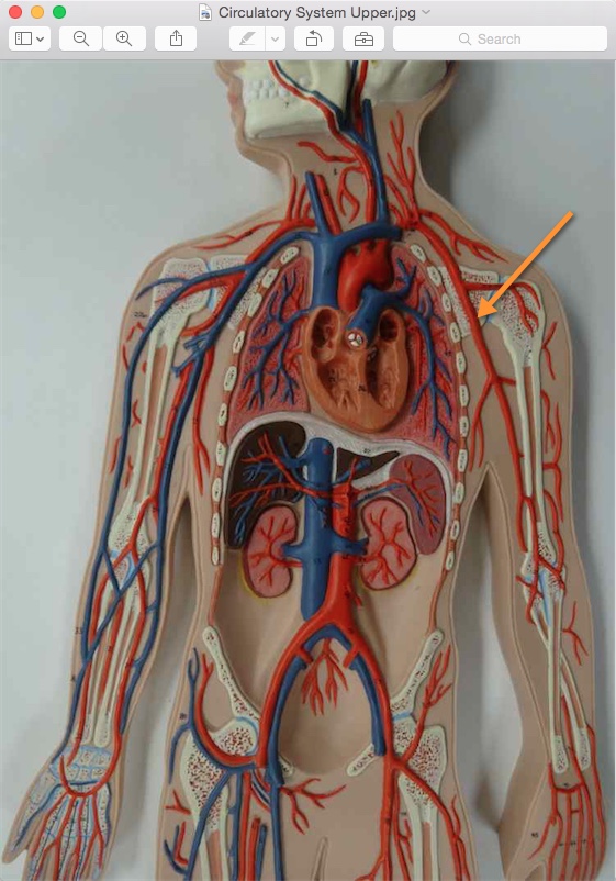 <p>Name the structure</p>