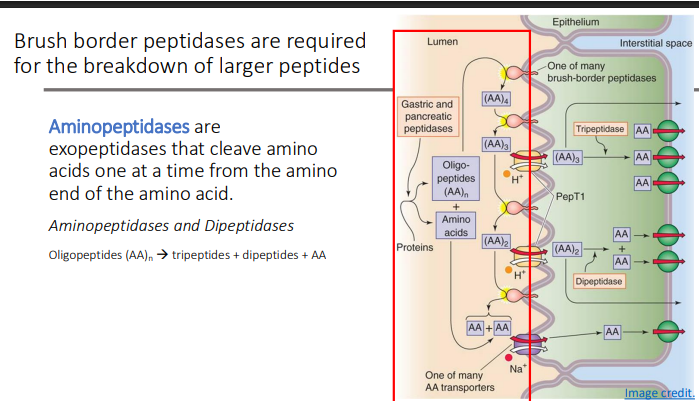 <p>cleave amino acids one at a time from the amino end of the amino acid</p><p></p>