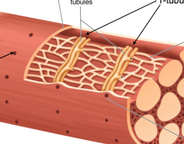 <p>Sarcolemma that extend deep into myofibril</p>