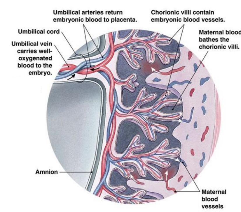 <ul><li><p>Maternal vasculature not physically linked to fetal vasculature</p></li><li><p>Maternal blood forms a <strong>lacunae(lake)</strong></p><ul><li><p>The space linked the maternal vasculature to the fetal’s vasculature</p></li></ul></li><li><p><strong>Fetal chorionic villi</strong> transfer gases &amp; solutes between mother &amp; fetus</p></li></ul><p></p>