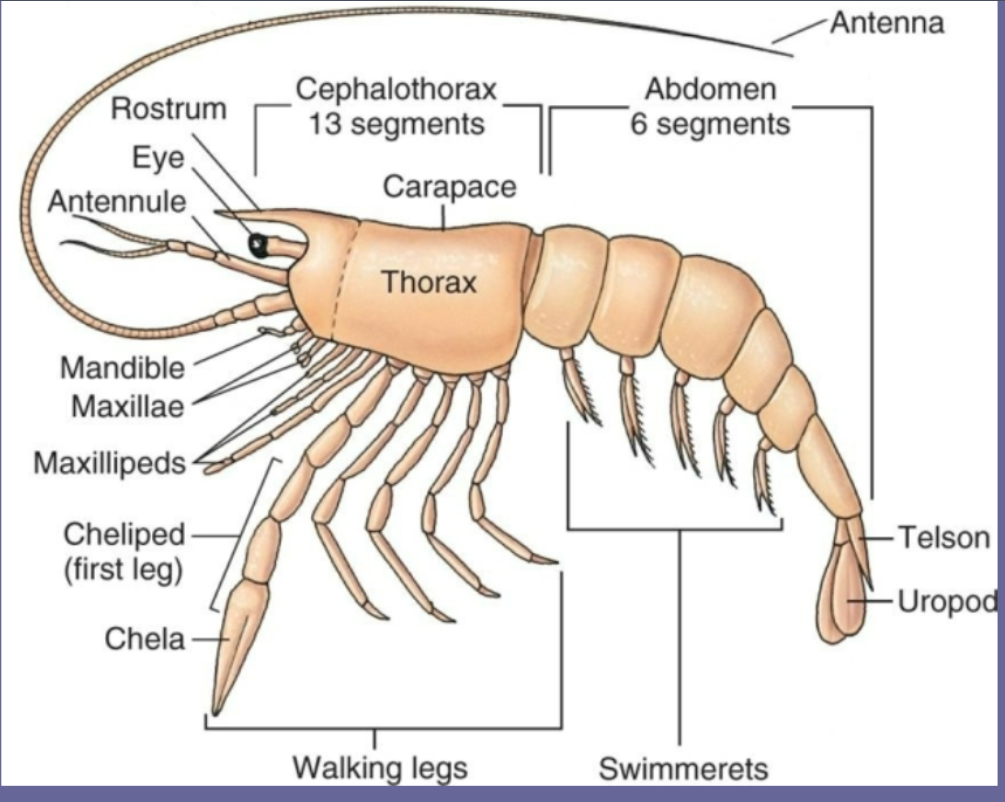 <p>cephalothorax, usually</p><p>covered with a carapace</p>