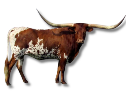 <ul><li><p>beef type</p></li><li><p>USA</p></li><li><p>Long horns, hardy, lean meat</p></li></ul><p></p>