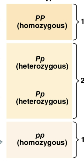 <p>Ratio</p>