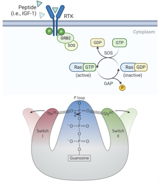 <p>Peptide binding to <strong>RTKs (receptor tyrosine kinases)</strong> stimulates autophosphorylation; GRB2 bind phosphotyrosines; <strong>SOS</strong> is a <strong>guanine nucleotide exchange factor (GEF)</strong></p><p>SOS activity results in GDP/GTP exchange by <strong>RAS</strong>; in a non-dividing cell RAS is an GDP-bound state; “active” RAS activates a signaling cascade for cell growth</p><p>RAS signaling is turned off by <strong>GTPase activating protein (GAP)</strong></p><p>GTP → GDP + P<sub>i</sub></p><p>3rd phosphate in GTP binds to structure and allows function; when this P loop is hydrolyzed, the protein is no longer held up and is deactivated</p>