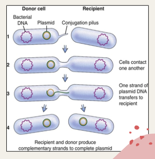 <ul><li><p>A type of horizontal gene transfer </p></li><li><p>Transfer of DNA through direct contact with another cell</p></li><li><p>a strand of plasmid DNA transfers to the recipient</p></li></ul><p></p>