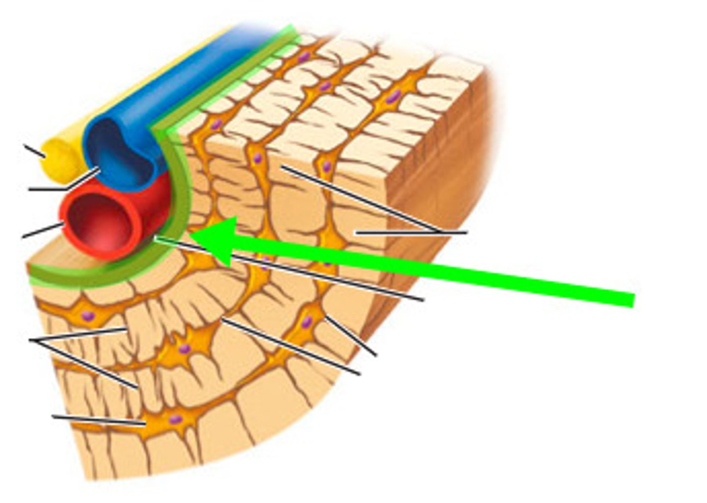 <p>Lining of medullary cavity; contains bone cells.</p>