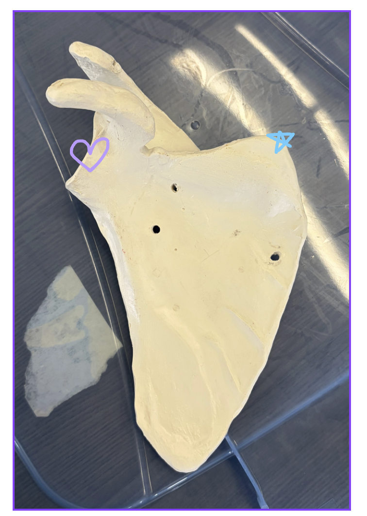 <p>Purple heart: What is this structure?</p><p>Blue star: What is this structure?</p><p>What joint is formed at the purple heart and what ligaments stabilizes this joint?</p><p>What muscle inserts on blue star and what action does this muscle perform?</p>