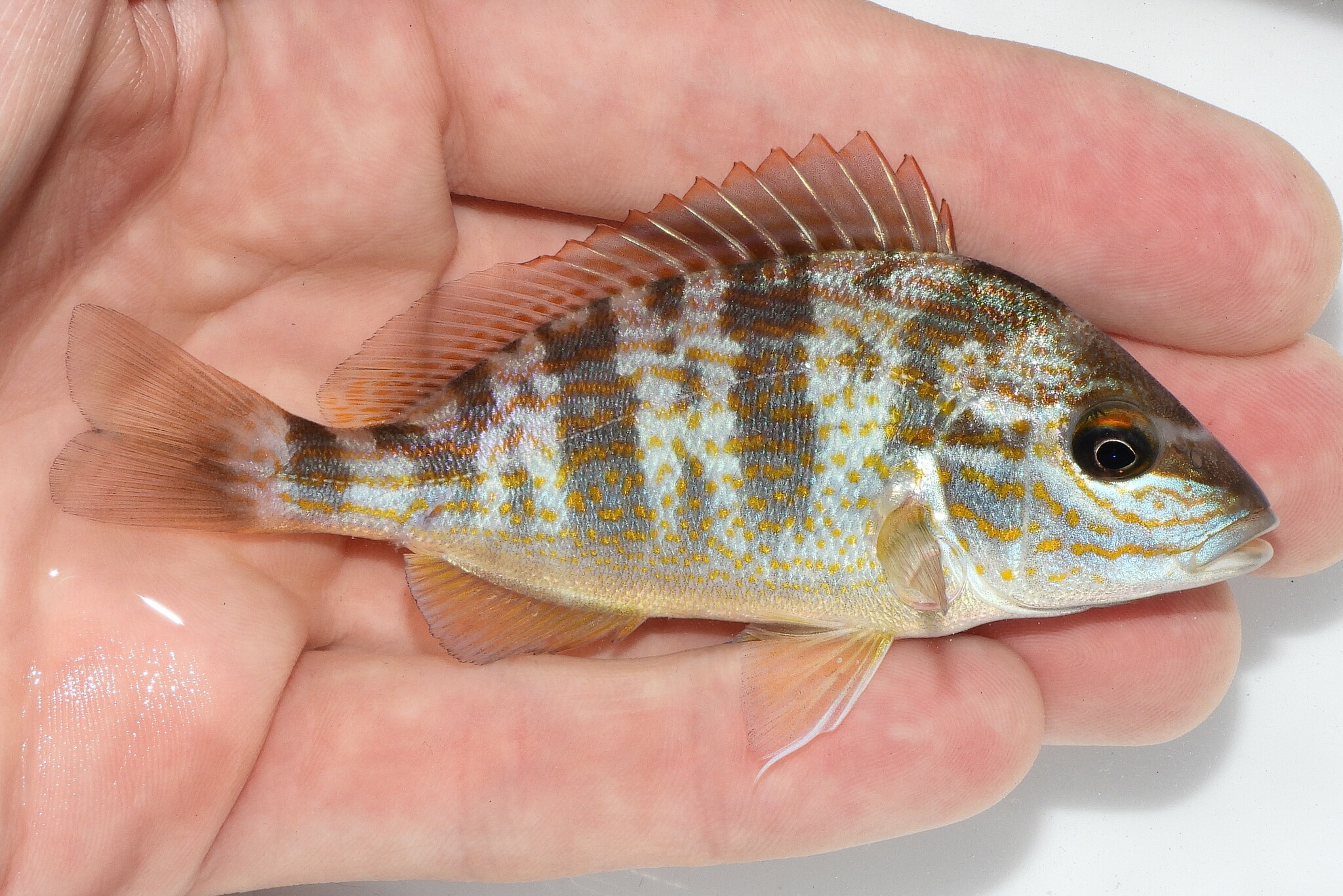 <p>blue and orange spots in lines, blunt head, yellow orange fins</p>