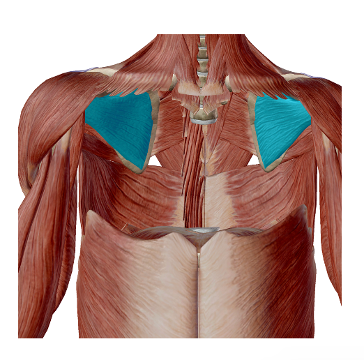 <p>Identify( image is highlighting anterior surface of scapula)</p>