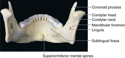 <p>genioglossus and geniohyoid muscles</p>