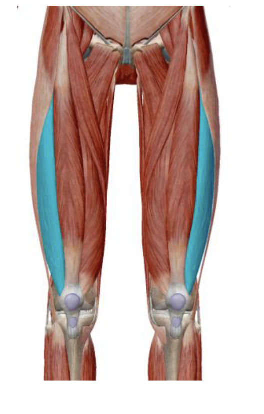 <p>What is the muscle name, its origin, its insertion, its action, and its innervation?</p>