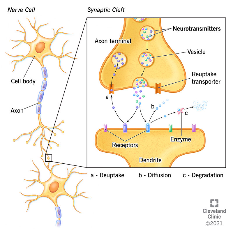 <p><span>any chemical signal released from the end of a nerve cell that has a direct effect on whether the postsynaptic cell will fire an action potential.</span></p>