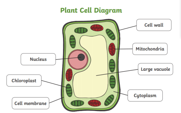 <p>A plant cell is a type of eukaryotic cell that is characterized by the presence of a cell wall, chloroplasts, and large central vacuoles. Plant cells are involved in photosynthesis, storage of nutrients, and providing structural support to the plant.</p>