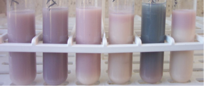 <ol><li><p>fermentation of lactose- acidic and curding</p></li><li><p>metabolism of proteins- alkaline</p></li><li><p>degradation of casein- proteolysis</p></li><li><p>litmus reduction</p></li></ol><p></p>