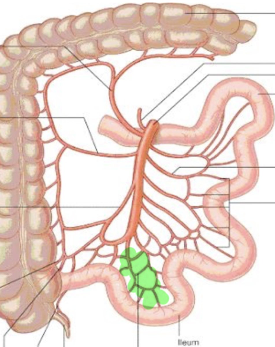 knowt flashcard image
