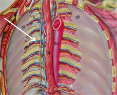 <p>supply muscles of the ribs, anterolateral thorax, and abdominal wall</p>