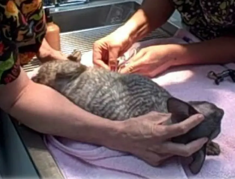 <p>cat stretch restraint </p>