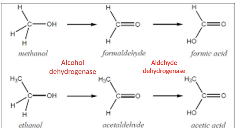 <ul><li><p>same enzyme can catalize different substances</p></li><li><p>for a given substances there can be a sequence of multiple reactions, with intermediate metabolites in Phase 1 </p></li><li><p>multiple enzymes may act on the same compound</p></li></ul><p></p>