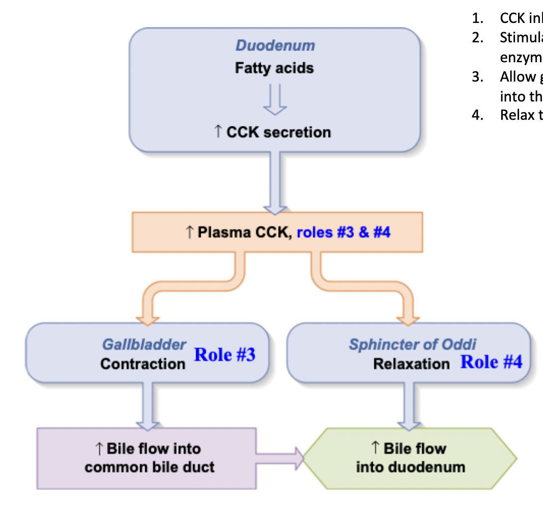 <p>The duodenum senses fatty acids → CCK is secreted</p><ul><li><p>Gallbladder contracts to increase bile flow into common bile duct → flow into duodenum</p></li><li><p>Sphincter of Oddi relaxes → bile flow into duodenum</p></li></ul><p></p>