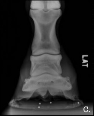<p>What radiographic projection is this?</p>