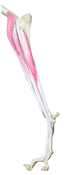<p>What muscle group is this?</p>