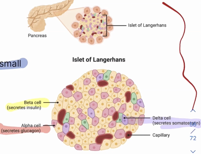 <p>Secretion of the peptide hormones glucagon, insulin, and somatostatin </p><ul><li><p>Glucagon: released by alpha cells </p></li><li><p>Insulin: released by beta cells </p></li><li><p>Somatostatin: released by delta cells </p></li></ul><p></p>