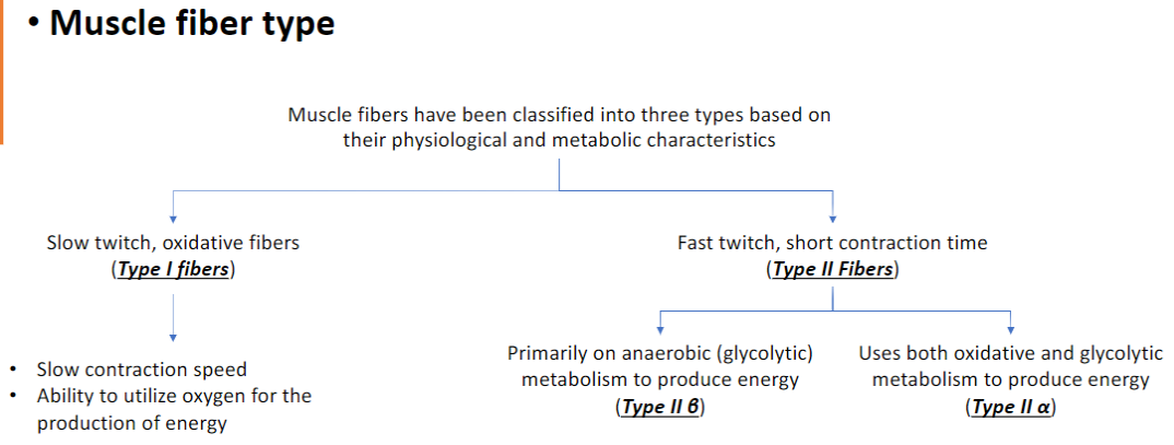 <p><strong>Type I – Slow Twitch, Oxidative Fibers</strong><br> Contract <strong>slowly</strong><br> Use <strong>oxygen</strong> for <strong>energy production (aerobic metabolism)</strong><br> Resistant to <strong>fatigue</strong>, suited for <strong>endurance activities</strong></p><p><strong>Type II – Fast Twitch Fibers</strong></p><p> <strong>Type II β – Fast Glycolytic</strong><br>  Contract <strong>quickly</strong><br>  Rely primarily on <strong>anaerobic (glycolytic) metabolism</strong> for energy<br>  Fatigue <strong>rapidly</strong>, suited for <strong>short, intense bursts</strong></p><p> <strong>Type II α – Fast Oxidative-Glycolytic</strong><br>  Use <strong>both aerobic and anaerobic metabolism</strong><br>  Intermediate <strong>speed and fatigue resistance</strong></p>