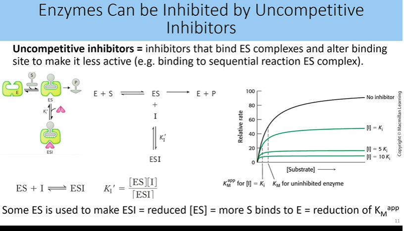 <ol><li><p><strong>uncomp inhib</strong> doesnt bind to substrate binding site, can inhibit ES complex rather than free complex → ESI (enzyme substrate inhibitior compx) ki’</p></li><li><p>reduction of km that is apparent since nothing is converted to product</p><ol><li><p>appears like you are using subtrate more efficiently but since esi complexes cant be broken, youll get a decrease in vmax</p></li><li><p>no matter how much substrate you throw at the enzyme, it doesnt change the product</p></li><li><p>vmax and km decrease by same factor</p></li></ol></li></ol><p></p>