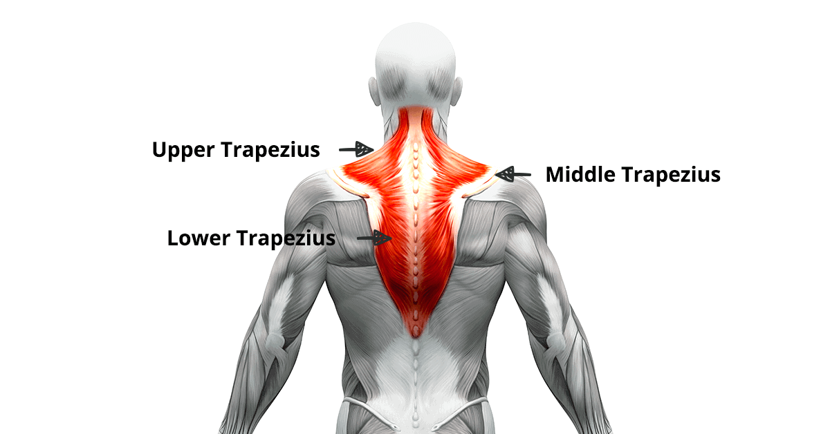 <p>Lower Trapezius</p>