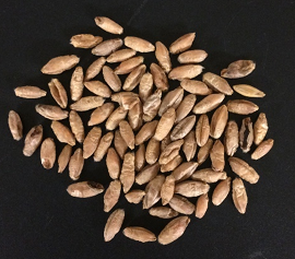 <p>Energy Feed</p>
