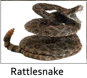 <ul><li><p>Rattle on the tail — shaken as a warning when threatened. The only Texas snake with this feature</p></li><li><p>Heavy-bodied, keeled (ridged) scales, triangular head</p></li><li><p>Texas species from slides: Western Diamondback (large, diamond pattern down back, black-and-white banded tail), Timber Rattlesnake (large, chevron pattern, yellow/brown/black), Pygmy Rattlesnake (very small), Western Massasauga (small)</p></li><li><p>Shakes rattle as warning; bites are rarely fatal if treated promptly; MANY different species exist</p></li></ul><p></p>