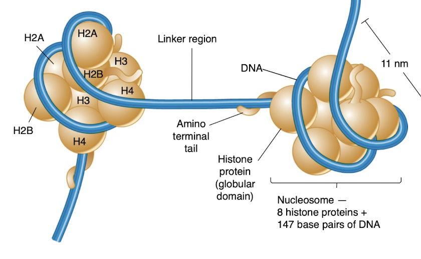 <p>the repeating structural unit of chromatin and condense its structure by 7 fold</p><p>147 base pairs of DNA winds around histone otamer and resemble beads on a string</p><p>Histones have a globular domain and a charged, flexible Histone Tail</p><p>Closely associate with each other to form a 30nm <strong>solenoid</strong> that is compacted ~50fold</p><p>structure is characteristic of uncoiled chromatin fiber in interphase</p><p>going into metaphase, the 30nm structure folded into series of Loop Domains that are 300nm </p>
