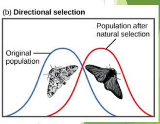 <p>natural selection that favours the phenotypes at one extreme over the other, resulting in shifting towards that extreme</p><p>ex. Light coloured peppered moths are better camouflaged against a light environment. Dark coloured moths are better camouflaged in a soot-covered environment. During the industrial revolution, the colour of moths shifted from light to dark.</p>