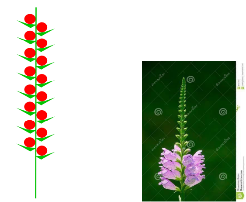 <p>the individual sessile flowers are attached to the main axis</p>