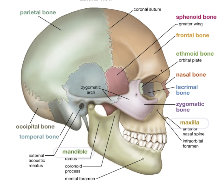 <p>Maxillary = top and mandibular = bottom</p>