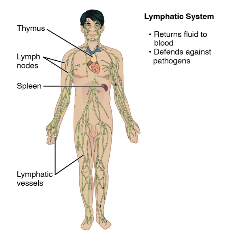 <p>protects from infections and diseases, transports tissue fluid called lymph, absorbs fats (lymph nodes, spleen, thymus gland, bone marrow, tonsils)</p>