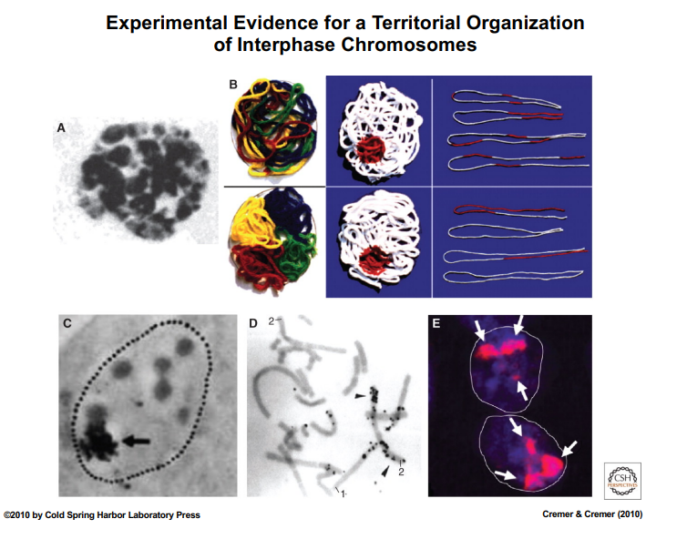 <p><span style="background-color: transparent;"><strong>Experimental Revival: Microbeam Radiation Experiment (1970s)</strong></span></p>