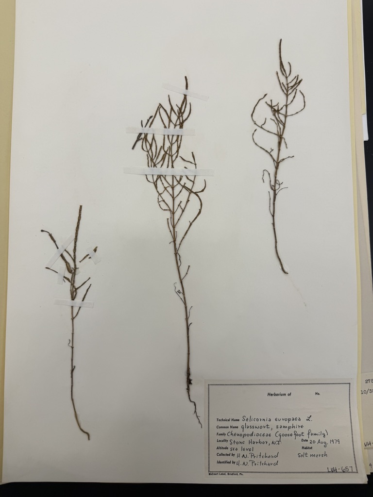 <p>Glasswort</p>