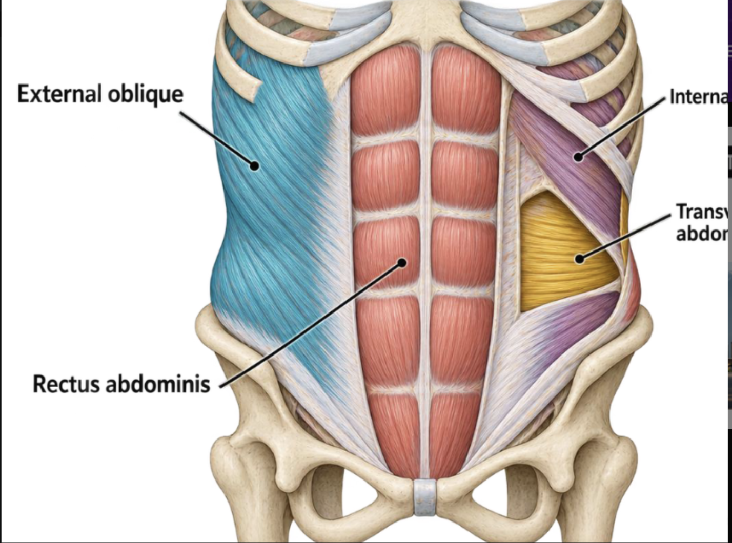 <p>muscles that cover the abs (ab muscles)</p>