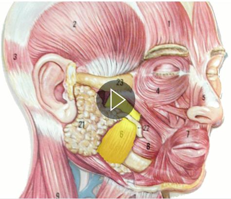 <p>What muscle is in the highlighted region?</p>