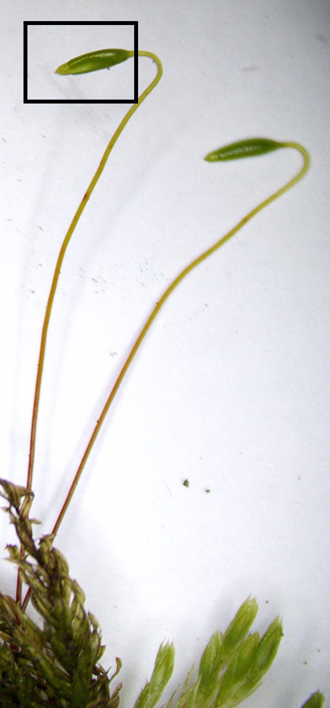 <p>What falls off when the spores are mature?</p>