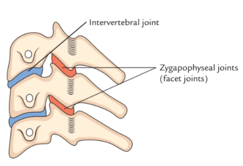 <p><u>synovial</u> joints between superior/inferior vertebrae</p>