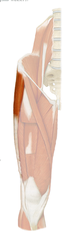<p>Superior Gluteal N</p>